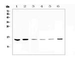 WFDC2 Antibody in Western Blot (WB)