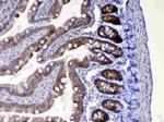 WFDC2 Antibody in Immunohistochemistry (Paraffin) (IHC (P))