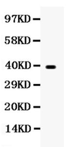 WNT7A Antibody in Western Blot (WB)