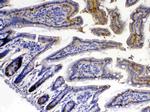 XDH Antibody in Immunohistochemistry (Paraffin) (IHC (P))