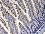 XDH Antibody in Immunohistochemistry (Paraffin) (IHC (P))