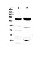 XDH Antibody in Western Blot (WB)