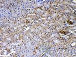 XRCC1 Antibody in Immunohistochemistry (Paraffin) (IHC (P))