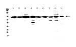 XRCC1 Antibody in Western Blot (WB)