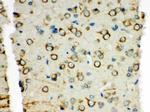 XRCC3 Antibody in Immunohistochemistry (Paraffin) (IHC (P))