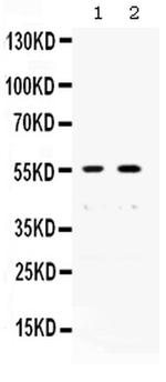 XRCC4 Antibody in Western Blot (WB)