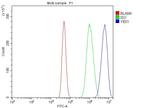 YBX1 Antibody in Flow Cytometry (Flow)