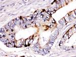 ZP2 Antibody in Immunohistochemistry (Paraffin) (IHC (P))