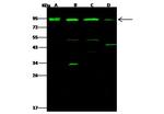 Aconitase 2 Antibody in Western Blot (WB)