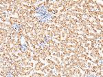 ACOX1 Antibody in Immunohistochemistry (Paraffin) (IHC (P))