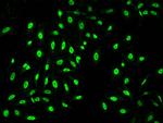 BAF53A Antibody in Immunocytochemistry (ICC/IF)