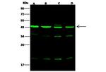 Arp3 Antibody in Western Blot (WB)