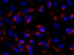 Adenosine Deaminase Antibody in Immunocytochemistry (ICC/IF)