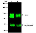 CD97 Antibody in Immunoprecipitation (IP)