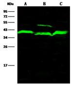 Adenosine Kinase Antibody in Western Blot (WB)