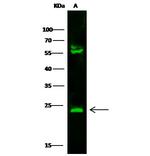 Adenylate Kinase 1 Antibody in Western Blot (WB)