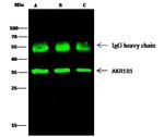 AKR1B1 Antibody in Immunoprecipitation (IP)