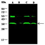 AKR1B1 Antibody in Western Blot (WB)