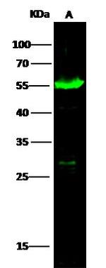 ALDH3A1 Antibody in Western Blot (WB)