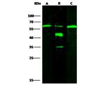 ALDH7A1 Antibody in Western Blot (WB)