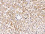 DOG-1 Antibody in Immunohistochemistry (Paraffin) (IHC (P))