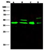 APE1 Antibody in Western Blot (WB)