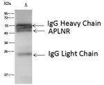 Apelin Receptor Antibody in Immunoprecipitation (IP)