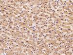 AZGP1 Antibody in Immunohistochemistry (Paraffin) (IHC (P))