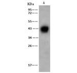 AZGP1 Antibody in Western Blot (WB)