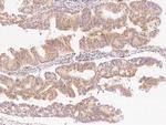 B3GNT2 Antibody in Immunohistochemistry (Paraffin) (IHC (P))