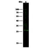 BAMBI Antibody in Western Blot (WB)