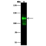 BCAS3 Antibody in Western Blot (WB)