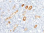 BCAM Antibody in Immunohistochemistry (Paraffin) (IHC (P))