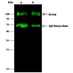 BCAM Antibody in Immunoprecipitation (IP)