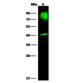 BCAM Antibody in Western Blot (WB)