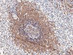 BLNK Antibody in Immunohistochemistry (Paraffin) (IHC (P))