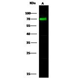 BLNK Antibody in Western Blot (WB)