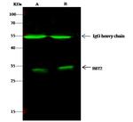 BST-2 Antibody in Immunoprecipitation (IP)