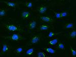 MCP-1 Antibody in Immunocytochemistry (ICC/IF)