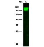 Cyclin A1 Antibody in Western Blot (WB)