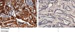 CD74 Antibody in Immunohistochemistry (Paraffin) (IHC (P))