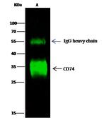 CD74 Antibody in Immunoprecipitation (IP)