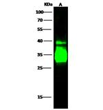 CD74 Antibody in Western Blot (WB)