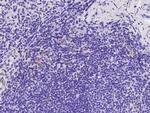 CD83 Antibody in Immunohistochemistry (Paraffin) (IHC (P))