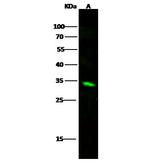 CDK4 Antibody in Western Blot (WB)