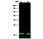 p14ARF Antibody in Western Blot (WB)