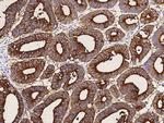 CEACAM1 Antibody in Immunohistochemistry (Paraffin) (IHC (P))