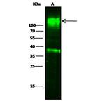 CEACAM1 Antibody in Western Blot (WB)