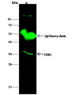 CER1 Antibody in Immunoprecipitation (IP)