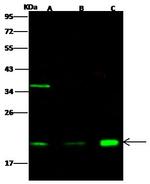 Centrin 2 Antibody in Western Blot (WB)